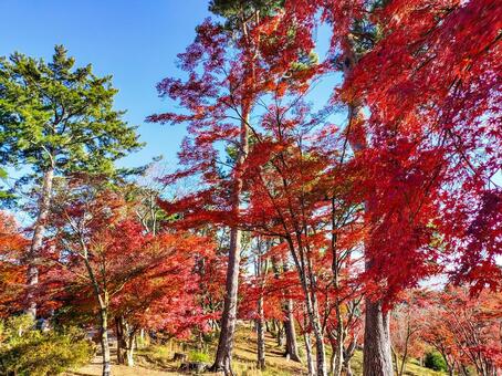 紅葉のもみじ林　伊豆の修善寺虹の郷にて 紅葉,モミジ,紅葉狩りの写真素材