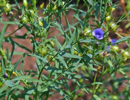 アマ アマ,亜麻,アカゴマの写真素材
