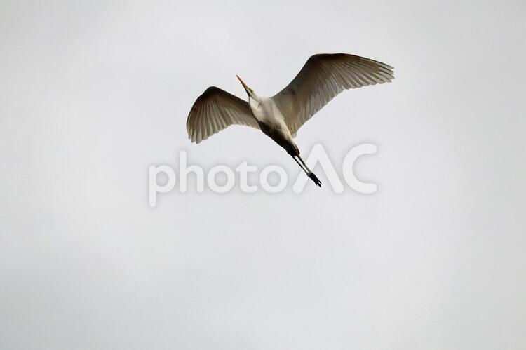 空を飛ぶ野生のダイサギ ダイサギ,野鳥,飛翔の写真素材