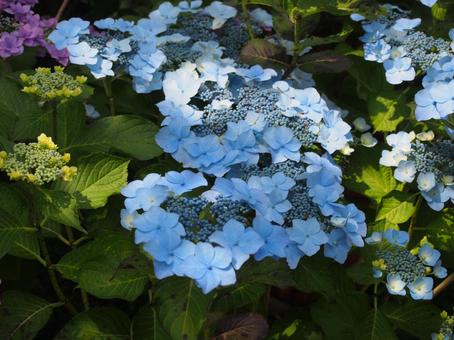 紫陽花 紫陽花の写真