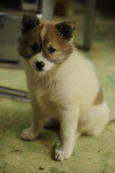 子犬 子犬の写真
