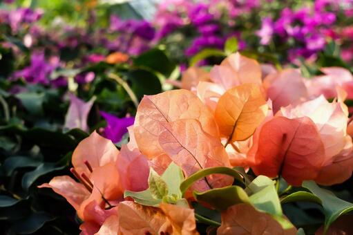 オレンジと紫のブーゲンビリア畑 ブーゲンビリア,花,南国の写真素材