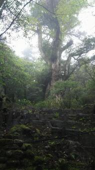 縄文杉 縄文杉,屋久島,屋久杉の写真素材