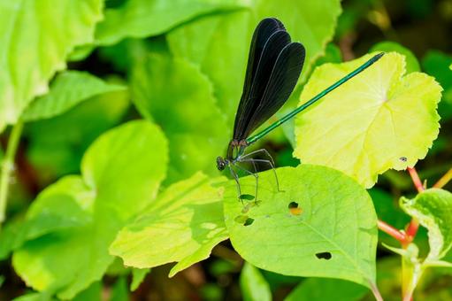 ハグロトンボ⒄ トンボ,ハグロトンボ,ホソホソトンボの写真素材
