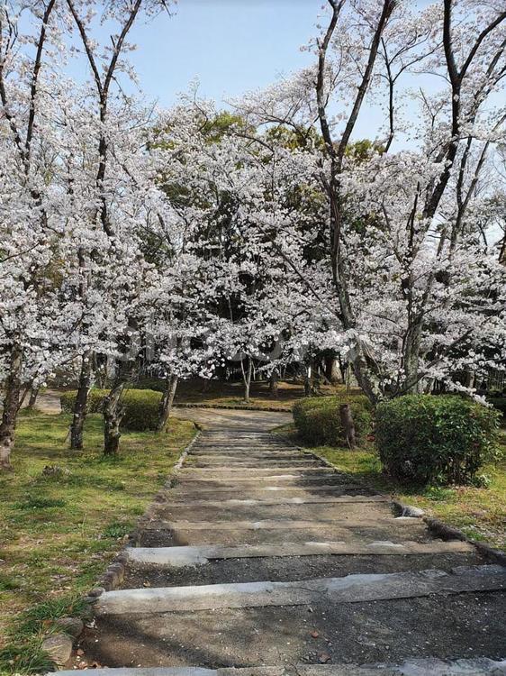 さくら並木 桜,さくら,サクラの写真素材