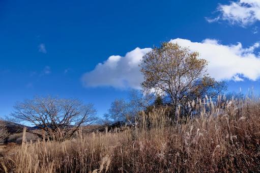 秋の八島湿原の写真