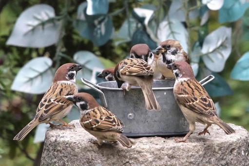 すずめ餌場群れ すずめ餌場群れ 自然,野鳥,小鳥の写真素材