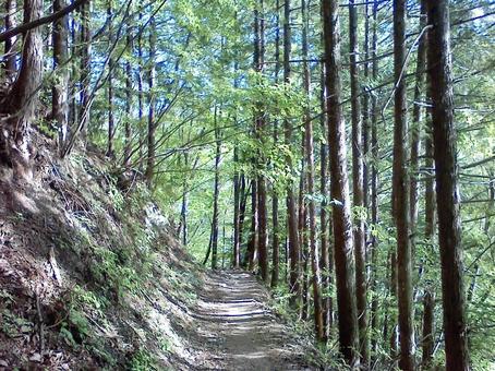 山道 山道の写真