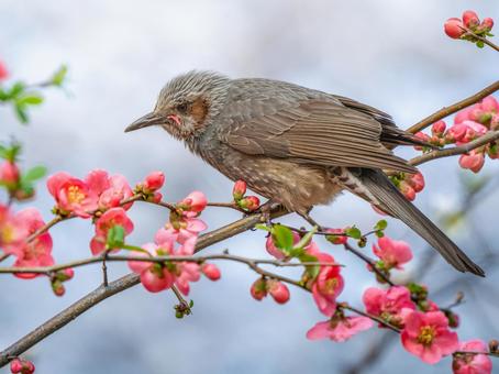 ボケの花とヒヨドリ ヒヨドリ,野鳥,鳥の写真素材
