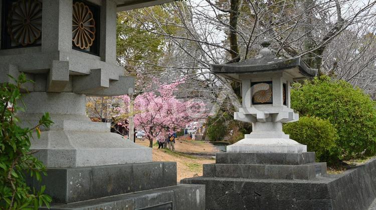 桜　さくら　サクラ　春 桜,さくら,サクラの写真素材