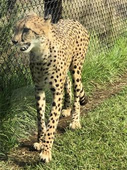 草の上を歩くチーター 草の上を歩くチーター チーター,動物,生き物の写真素材