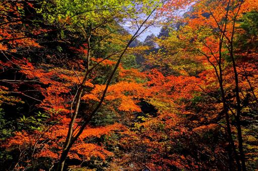 鮮やかな紅葉 高知,高知県,香美市の写真素材