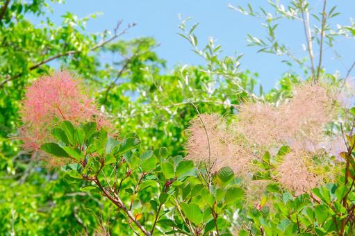 スモークツリーが見ごろの初夏の庭 スモークツリーが見ごろの初夏の庭 スモークツリー,青空,屋外の写真素材