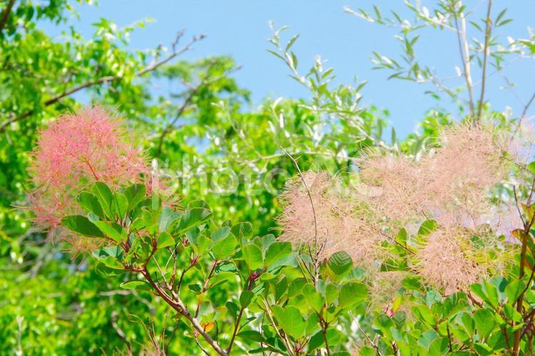 スモークツリーが見ごろの初夏の庭 スモークツリー,青空,屋外の写真素材