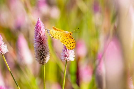 ツマグロヒョウモン(104) 蝶,ツマグロヒョウモン,タテハチョウ科の写真素材
