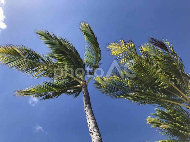 ヤシの木 ハワイ,ヤシの木,自然の写真素材