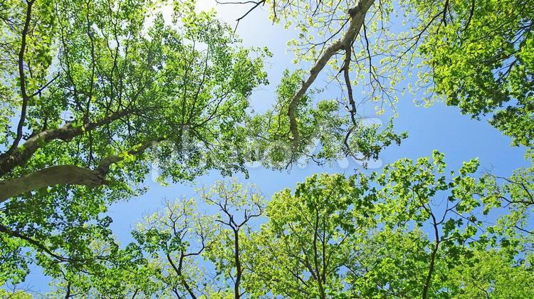 樹木と空 新緑,木漏れ日,青空の写真素材