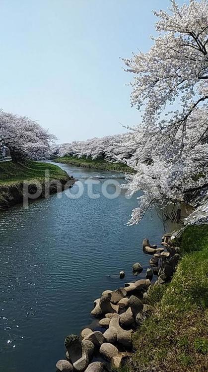 秋田市太平川桜　2022.04.19-2 春,さくら,サクラの写真素材