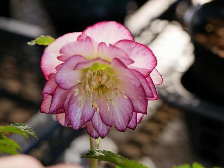 Christmas rose with beautiful borders, JPG