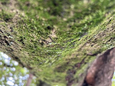 樹皮 樹皮の写真