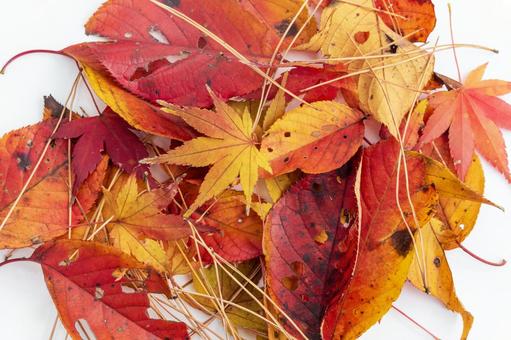 紅葉 落ち葉 1 紅葉 落ち葉 1 紅葉,秋,楓の写真素材