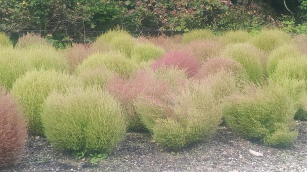 色づき始めたコキアの写真