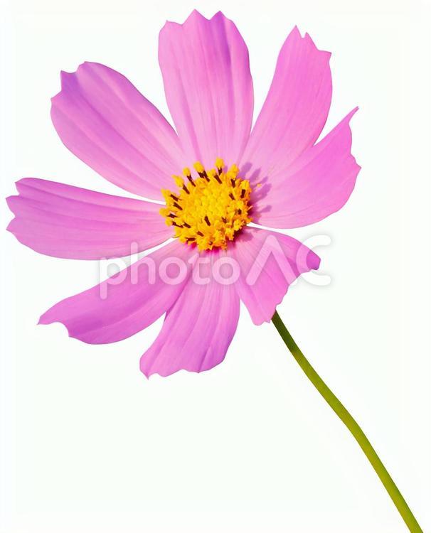 コスモス（PSDは背景透過・切抜きパス入り） コスモス,花,切り抜きの写真素材