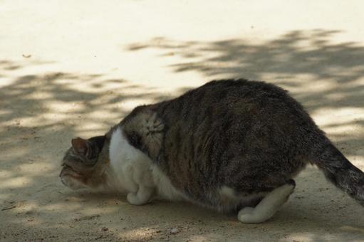 ねこ ねこの写真