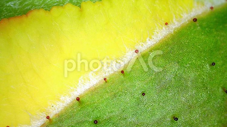 黄色いバラのつぼみ　ガク　アップ 黄色いバラのつぼみ,ガク,アップの写真素材