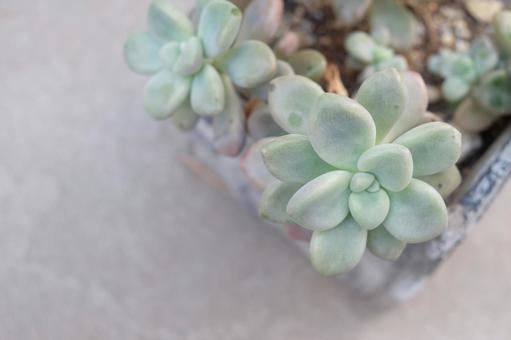多肉植物 観葉植物,カラフル,景色の写真素材