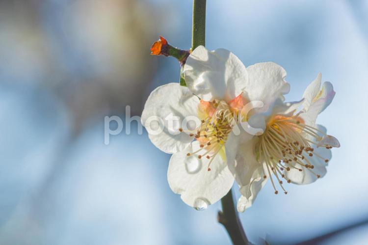 雨上がりの梅林 梅の花,しずく,春の写真素材
