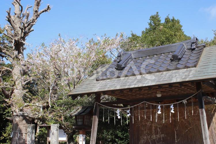 鎌数伊勢大神宮 鎌数伊勢大神宮,神社,桜の写真素材
