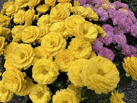 黄色のスプレーマム　可愛い洋菊（小菊） スプレーマム,洋菊,菊の写真素材