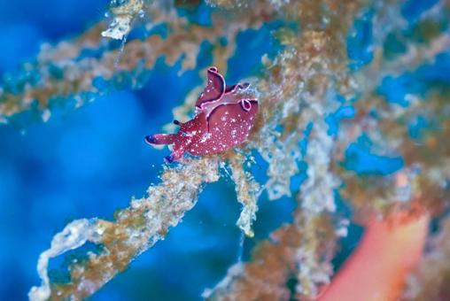 三浦 青い海とクロヘリアメフラシ 三浦 青い海とクロヘリアメフラシの写真