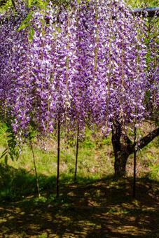 Photo, rattan, flower, plant, 