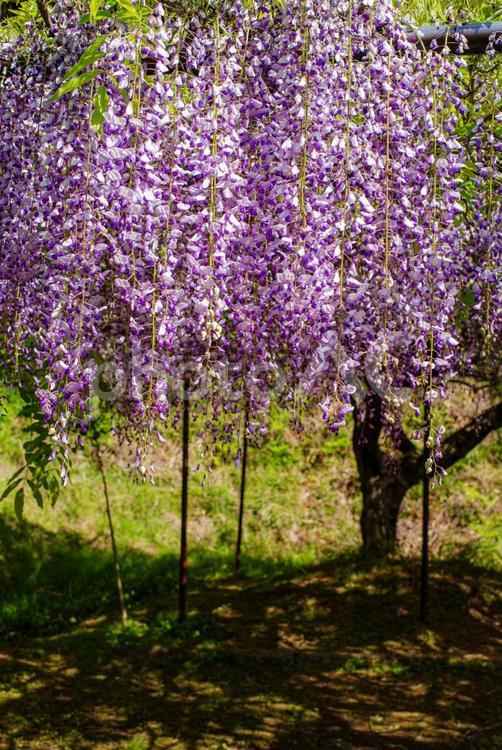 満開の藤 藤,花,植物の写真素材