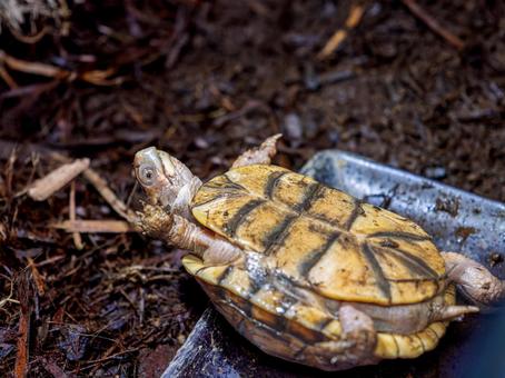 ミツユビハコガメのアップ ミツユビハコガメ,ハコガメ,カメの写真素材
