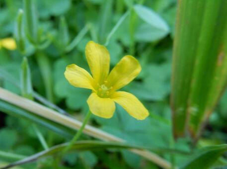 【花の写真】カタバミ カタバミ,片喰み,黄色の写真素材