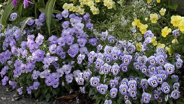 ガーデニングの花々① ガーデニングの花々①の写真