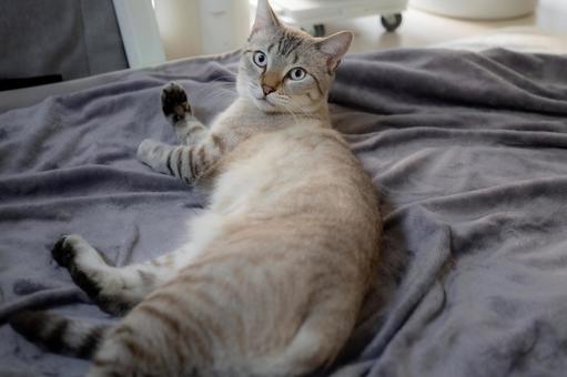 柔らかい毛布の上でくつろぐ薄色の猫 柔らかい毛布の上でくつろぐ薄色の猫 猫,灰色,薄茶の写真素材