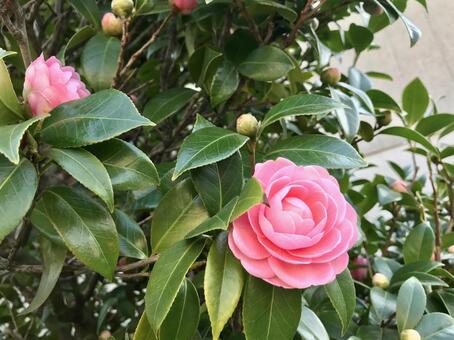 ツバキサザンカ ツバキサザンカの写真
