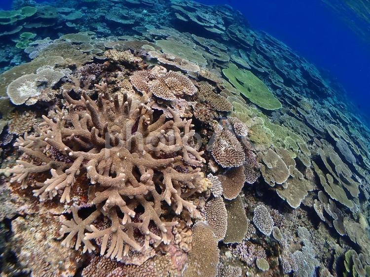 宮古島　ダイビング　珊瑚 ダイビング,サンゴ,珊瑚の写真素材