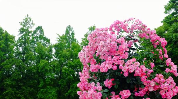 ピンクの薔薇 ピンクの薔薇 ピンク,バラ,ガーデニングの写真素材