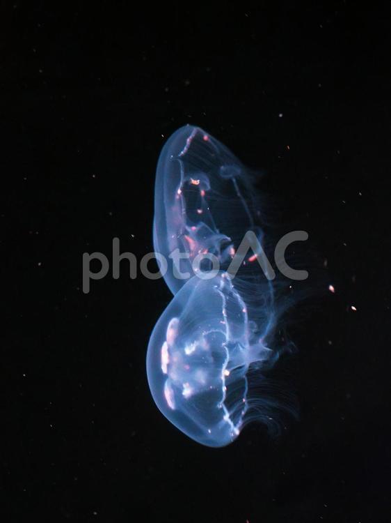 神秘な世界のクラゲ クラゲ,水族館,屋内の写真素材
