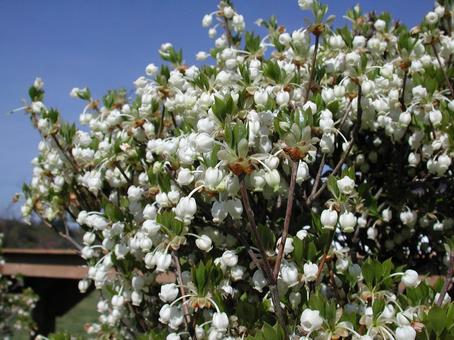 ドウダンツツジ・灯台躑躅 咲く風景 ドウダンツツジ,初春,鮮やかの写真素材