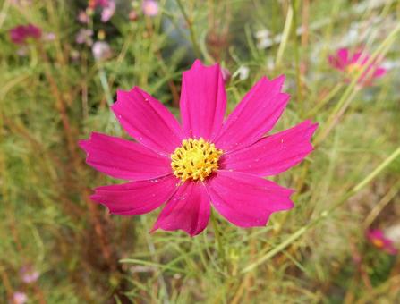 【花の写真】コスモス（秋桜） コスモス,秋桜,自然の写真素材