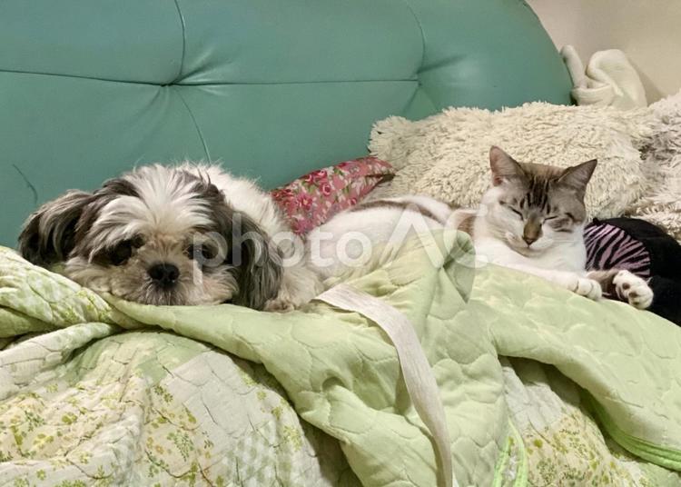 くつろぐ犬と猫 犬,シーズー,猫の写真素材