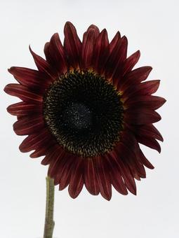 赤色のひまわり 赤色のひまわりの写真