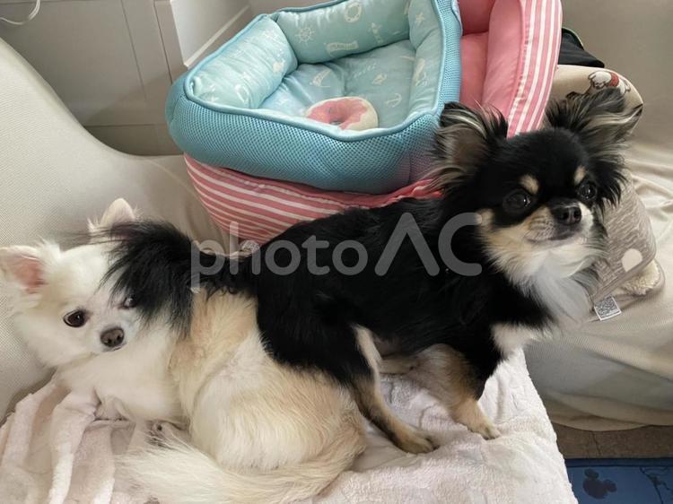 白黒チワワ、ちょっ、重いって！ 犬,チワワ,ちわわの写真素材