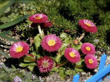 Photo, flower, plant, vivid, 